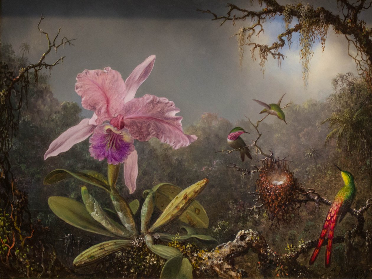 Cattelya-Orchidee und drei brasilianische Kolibris von Martin Johnson Heade