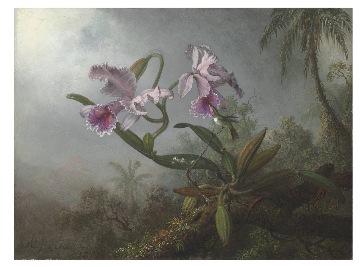 Rosa Orchideen und Kolibri auf einem Zweig, 1875 von Martin Johnson Heade