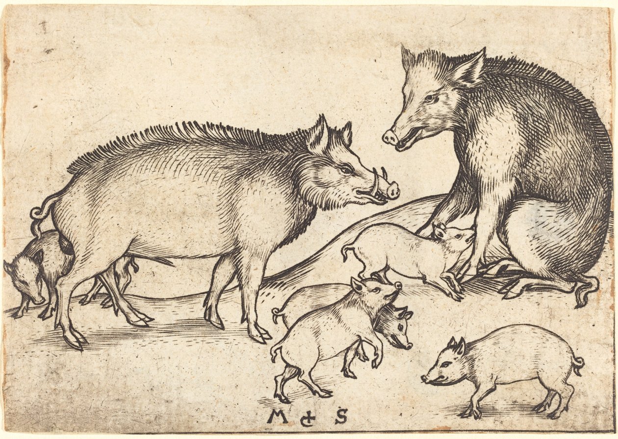 Schweinefamilie von Martin Schongauer