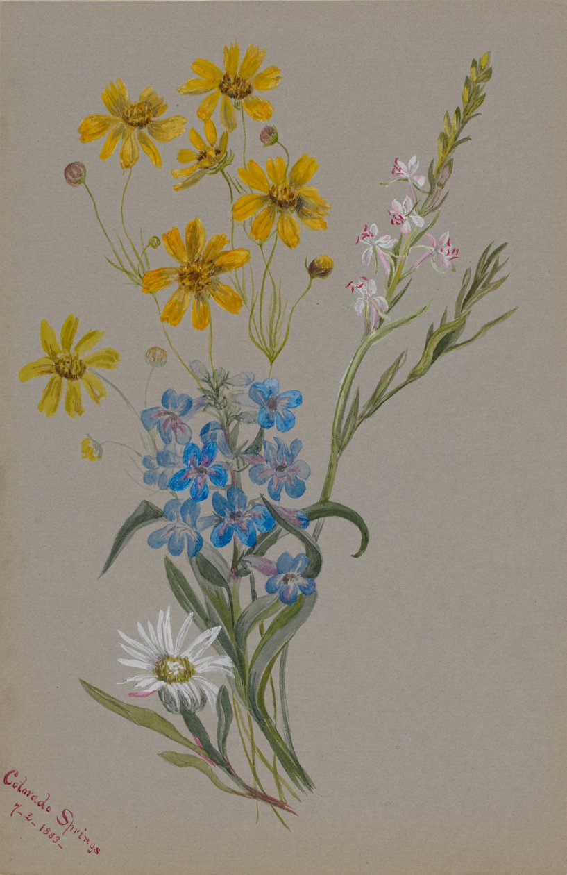 (Ohne Titel, Gruppe von Blumen) von Mary Vaux Walcott