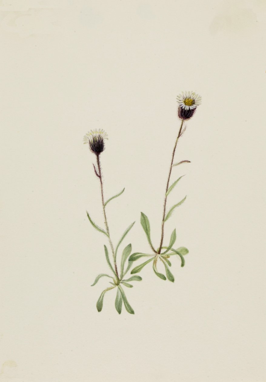 Aleutischer Flohblume Erigeron unalaschensis von Mary Vaux Walcott