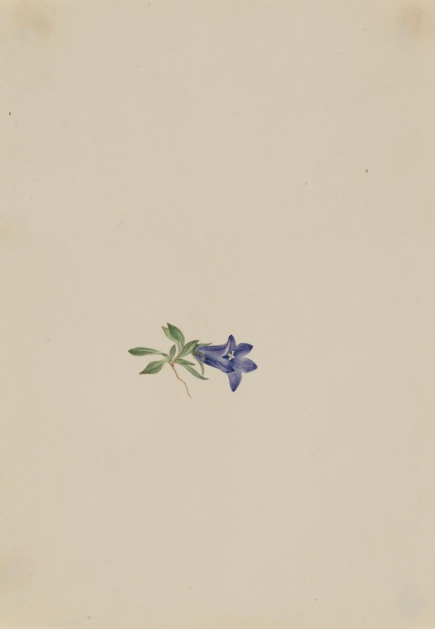Alpen-Glockenblume (Campanula lasiocarpa) von Mary Vaux Walcott