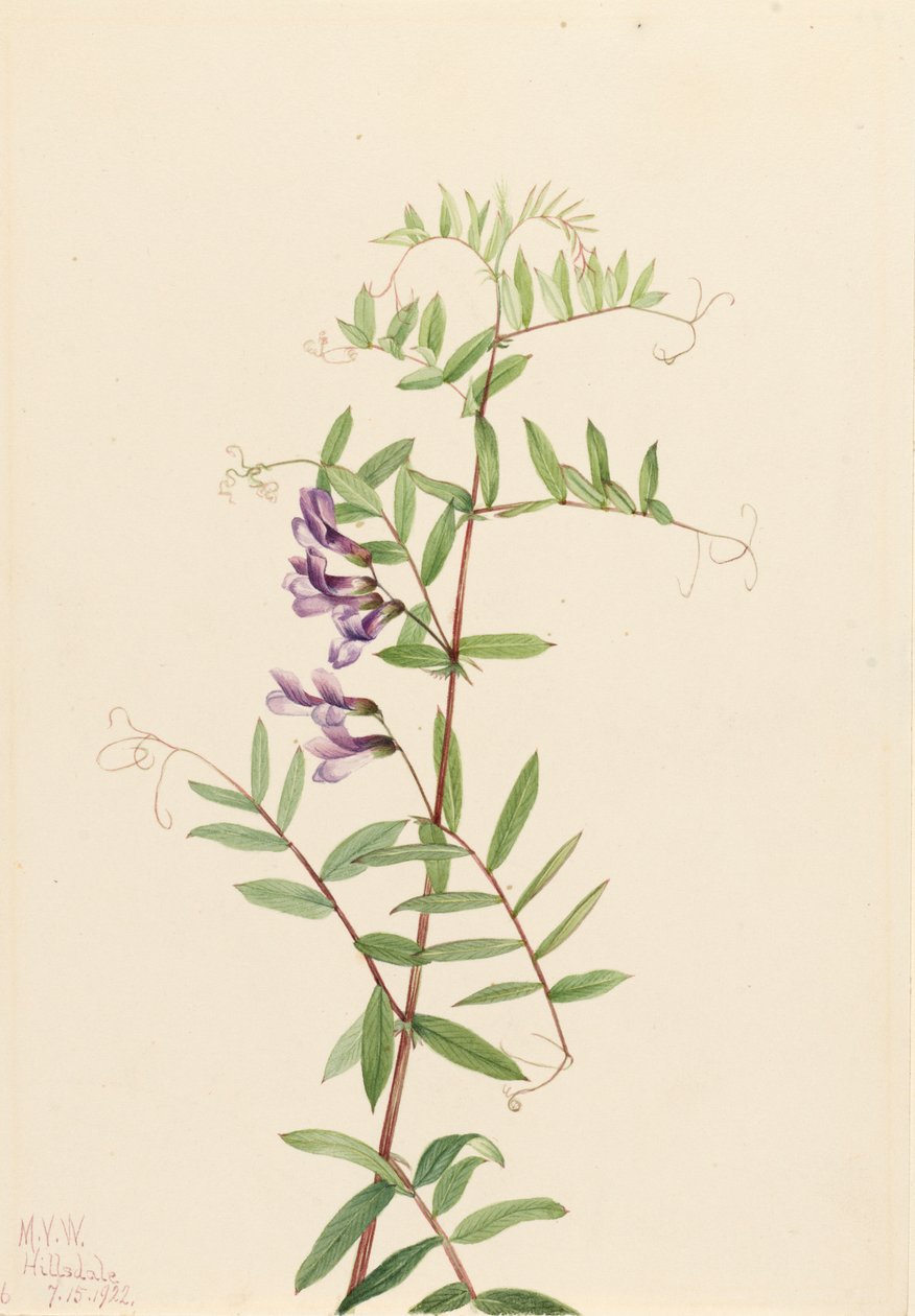Amerikanische Wicke Vicia americana, 1922 von Mary Vaux Walcott