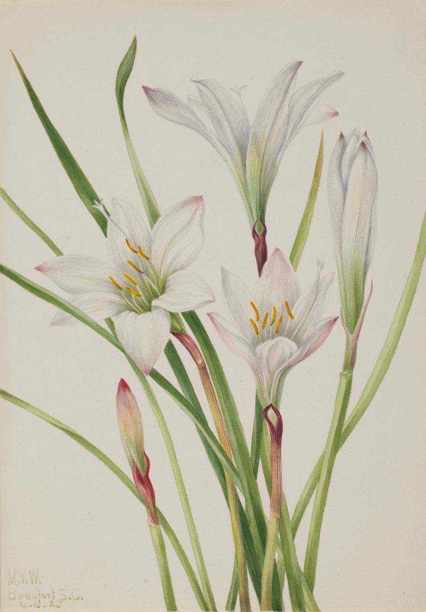 Atamasco-Lilie, 1925 von Mary Vaux Walcott