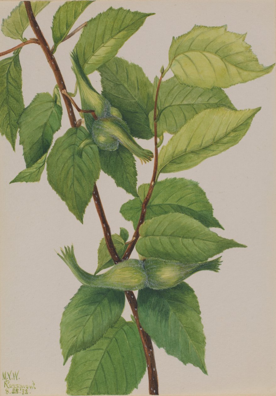 Schnabelhaselnuss Corylus rostrata, 1932 von Mary Vaux Walcott