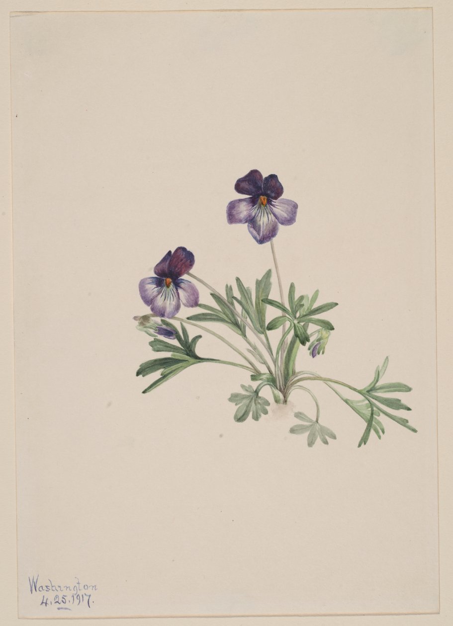 Vogel-Fuß-Veilchen (Viola pedata) von Mary Vaux Walcott