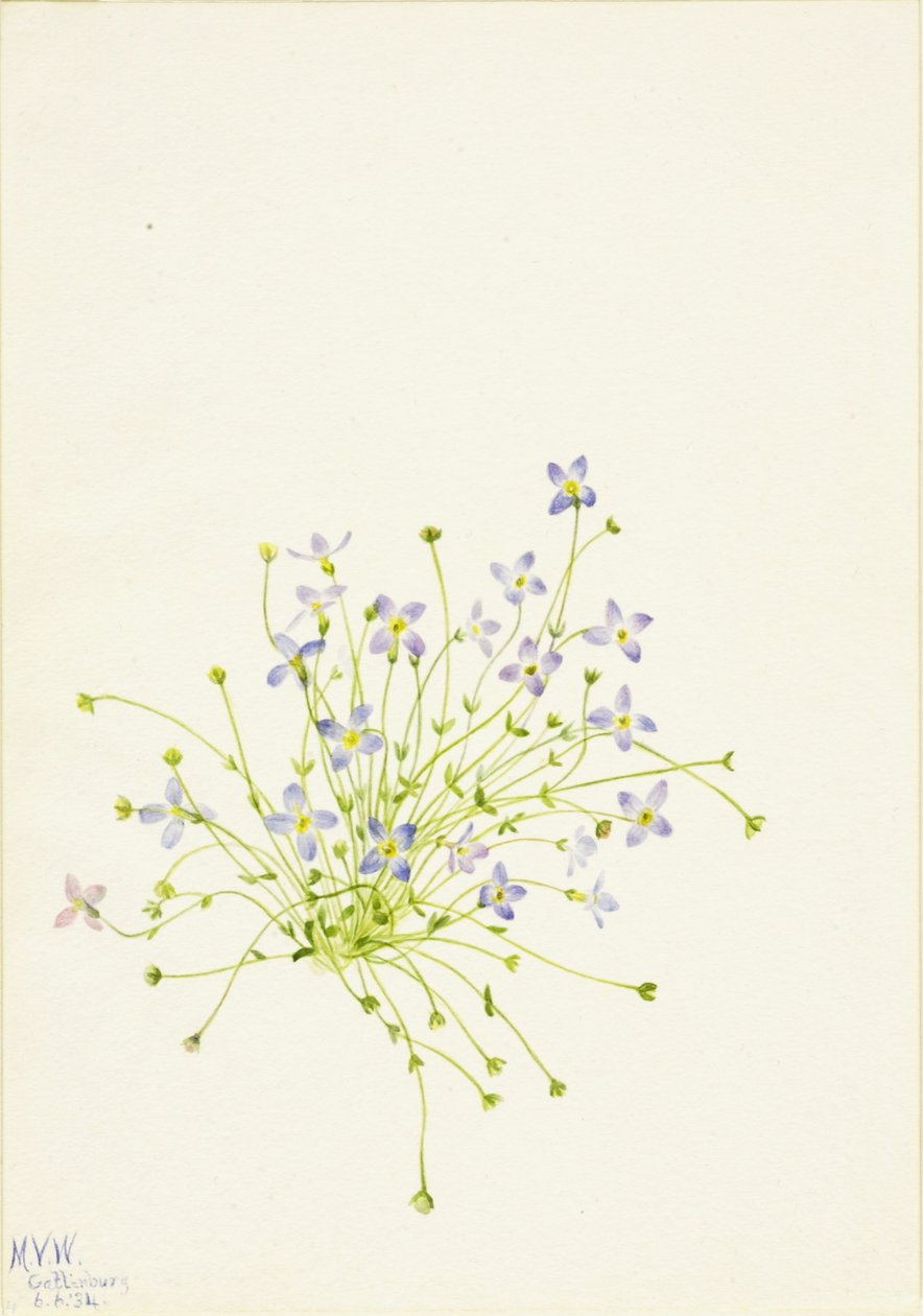Bluets (Houstonia serpyllifolia) von Mary Vaux Walcott