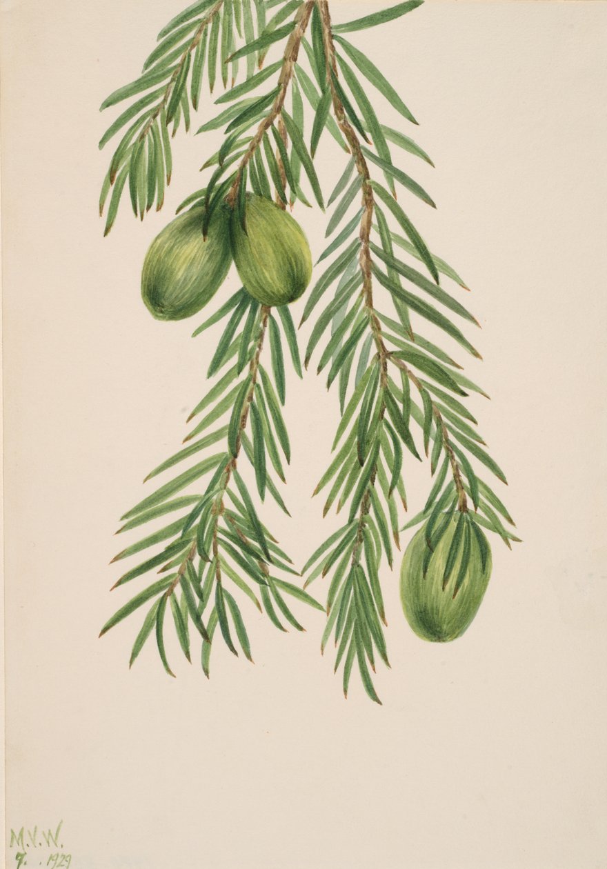 Kalifornische Muskatnuss Tumion californicum, 1929 von Mary Vaux Walcott