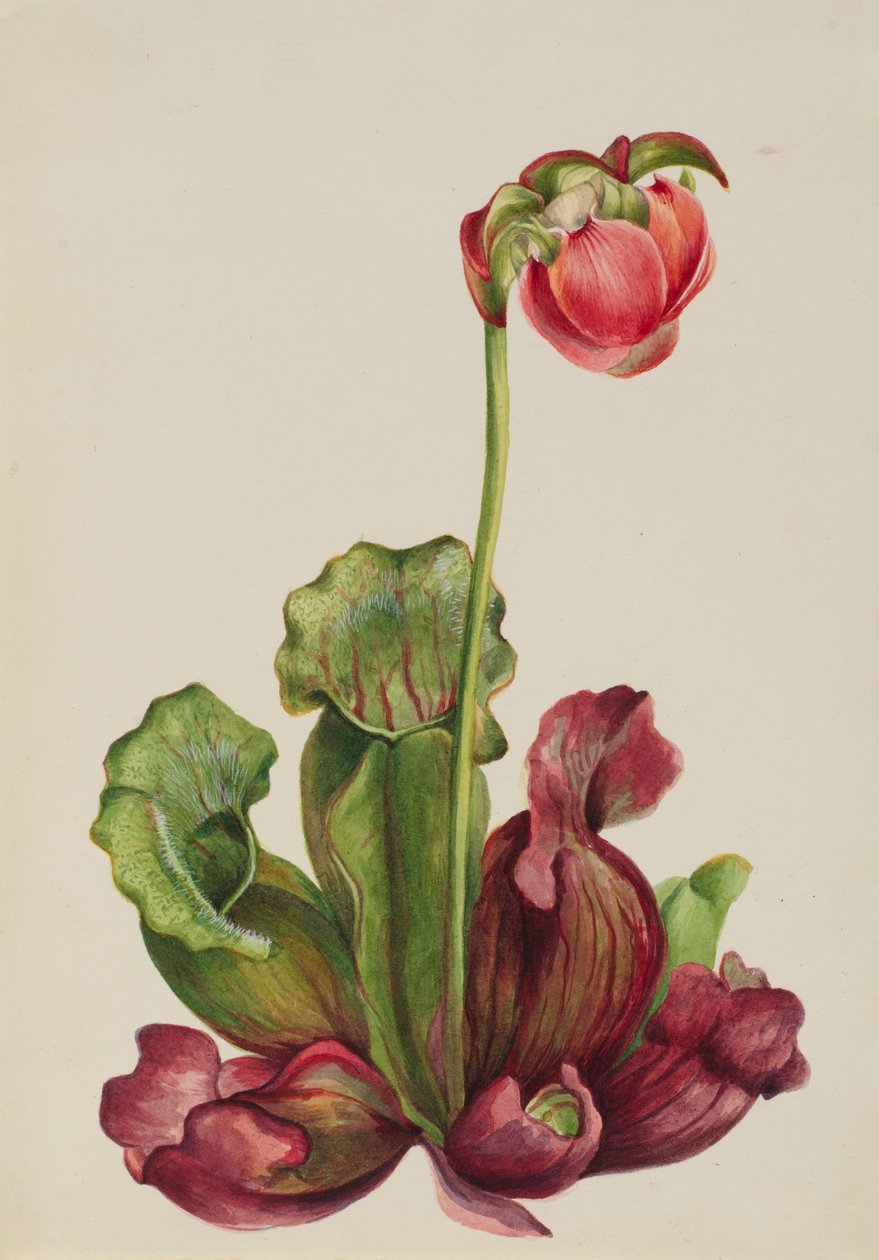 Gewöhnliche Schlauchpflanze (Sarracenia purpurea venosa) von Mary Vaux Walcott