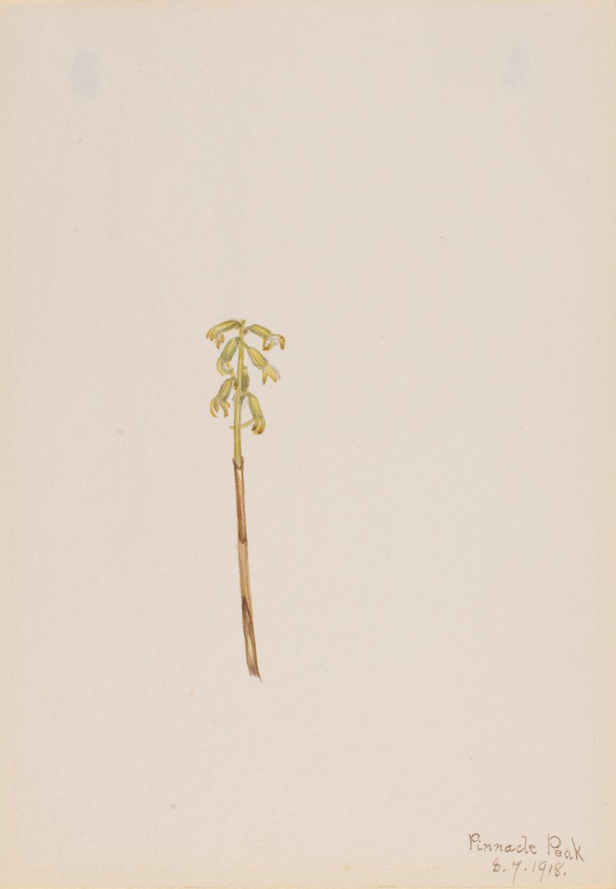 Korallenwurz von Mary Vaux Walcott