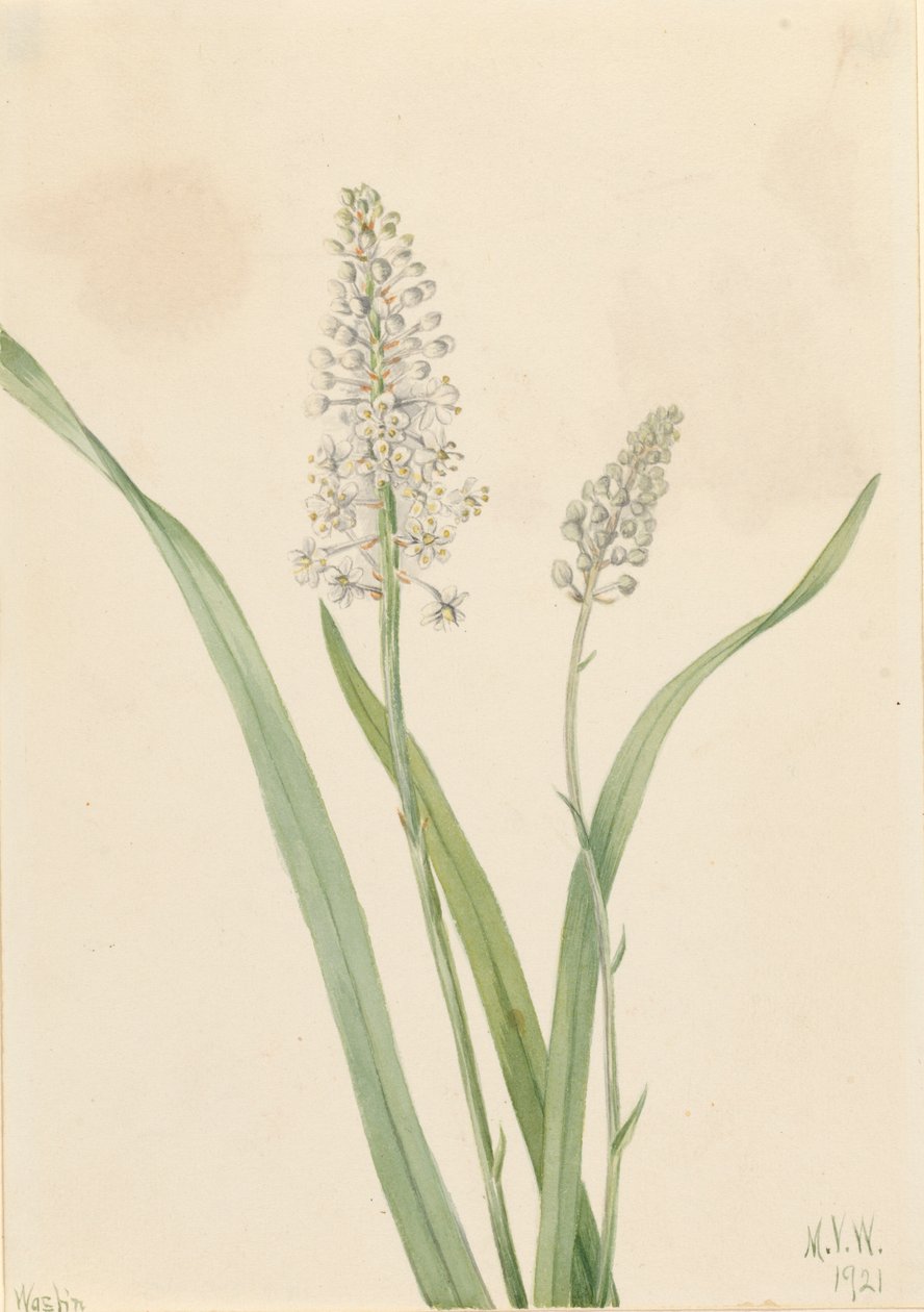 Krähenlauch Chrosperma muscaetoxicum, 1921 von Mary Vaux Walcott