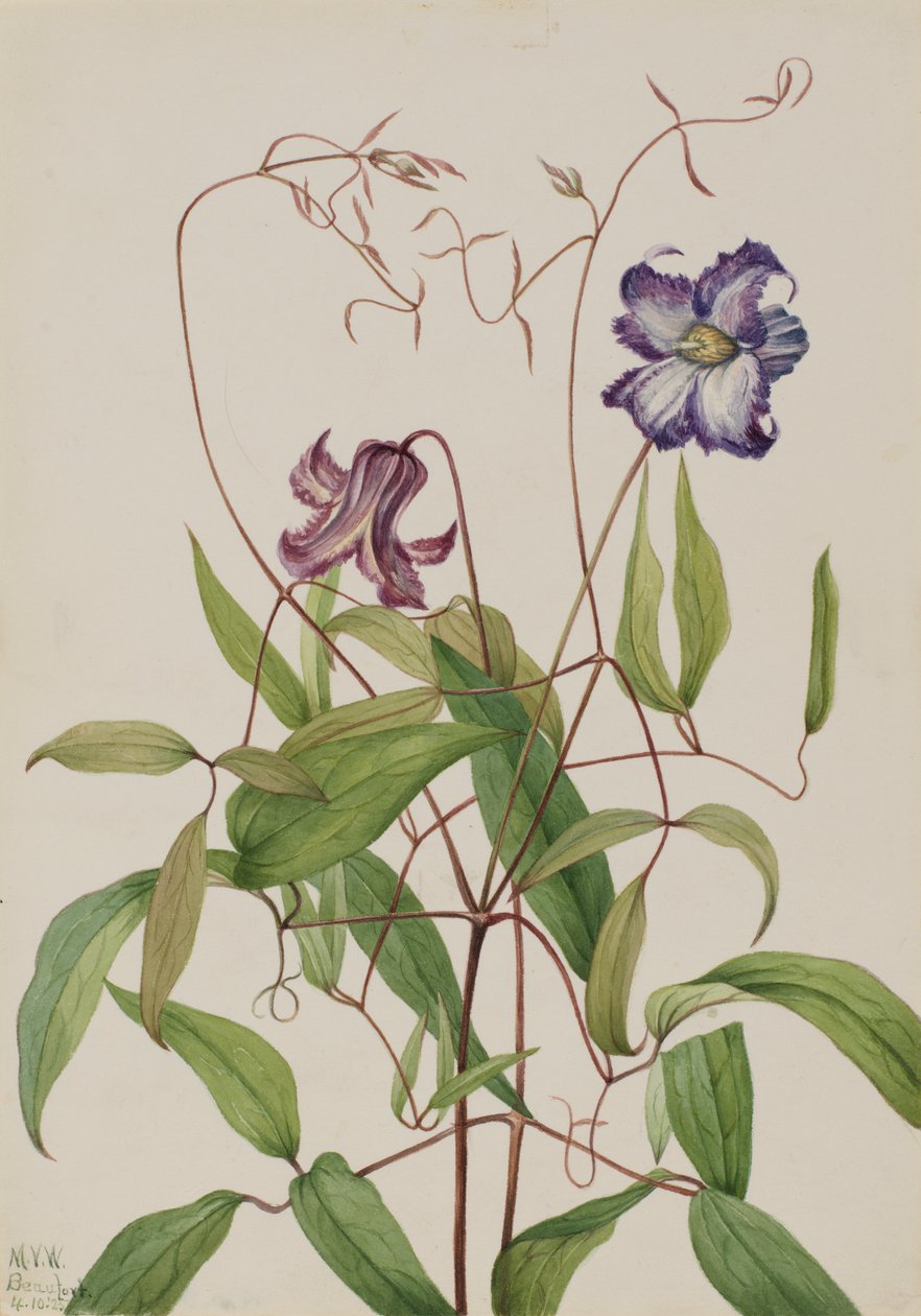 Lockige Clematis Clematis crispa, 1925 von Mary Vaux Walcott