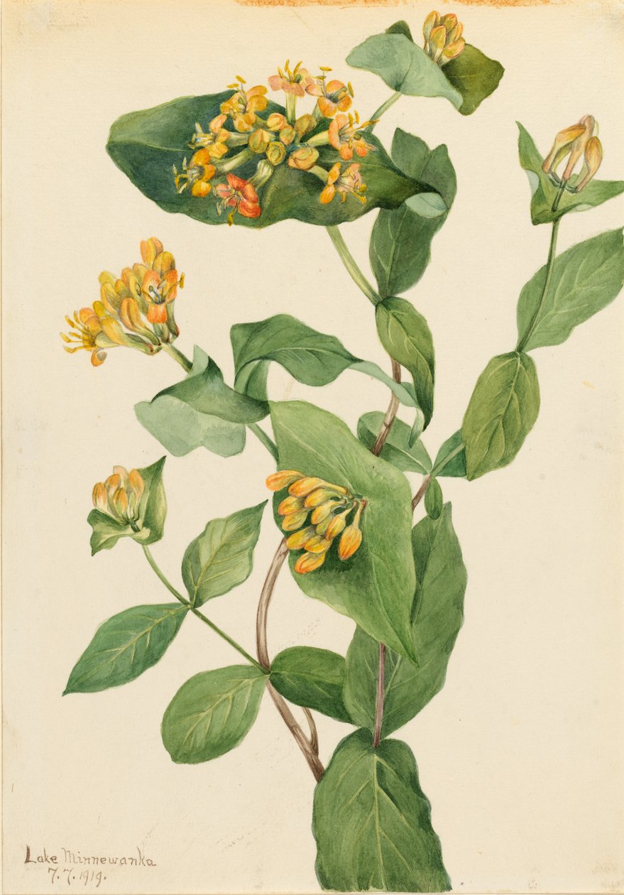 Douglas-Geißblatt (Lonicera glaucescens) von Mary Vaux Walcott