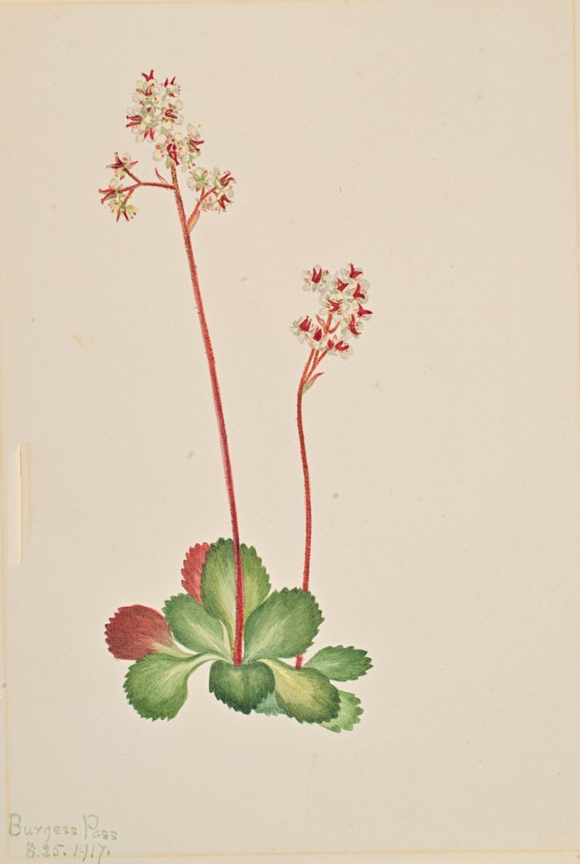 Immergrüne Steinbrech Leptarrhena pyrolifolia, 1917 von Mary Vaux Walcott