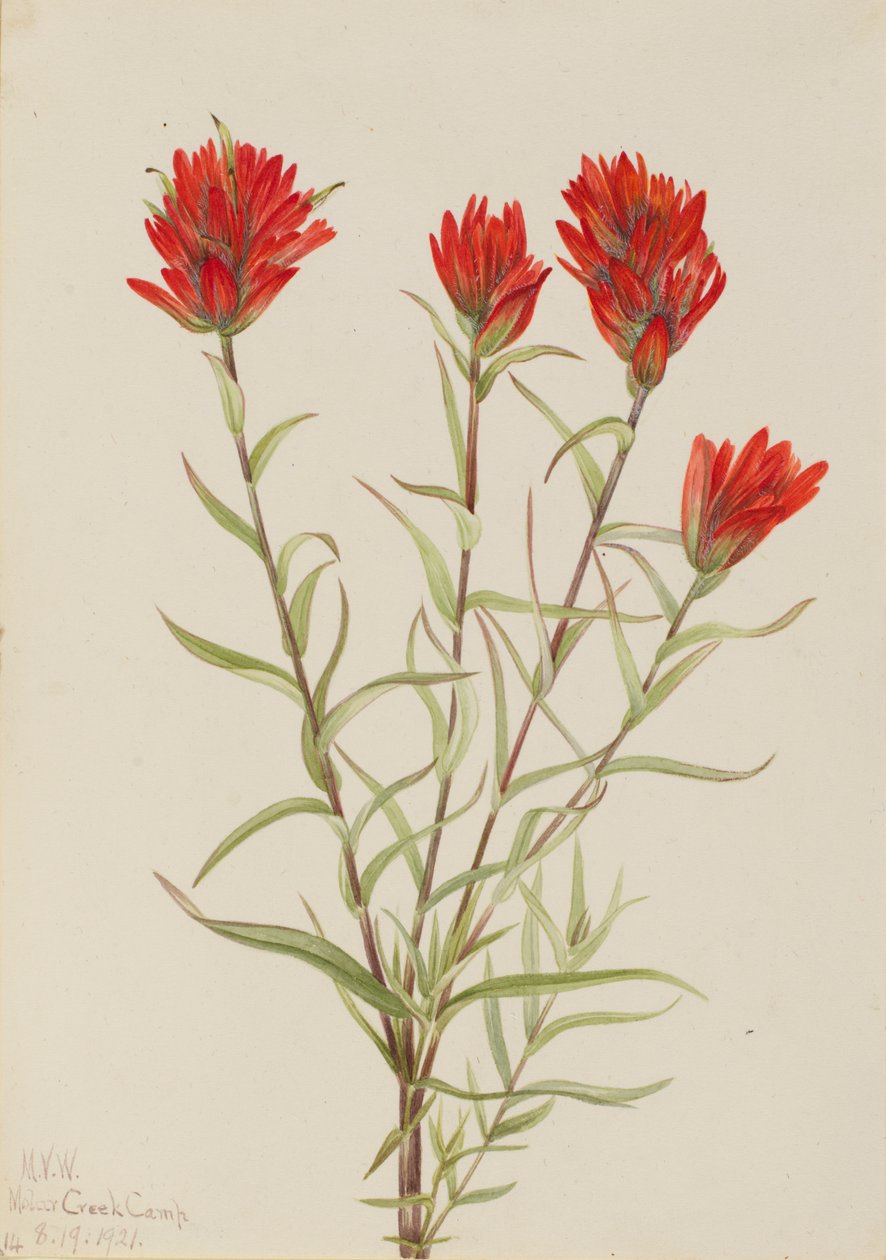 Riesen-Indianer-Pinsel Castilleja miniata, 1921 von Mary Vaux Walcott