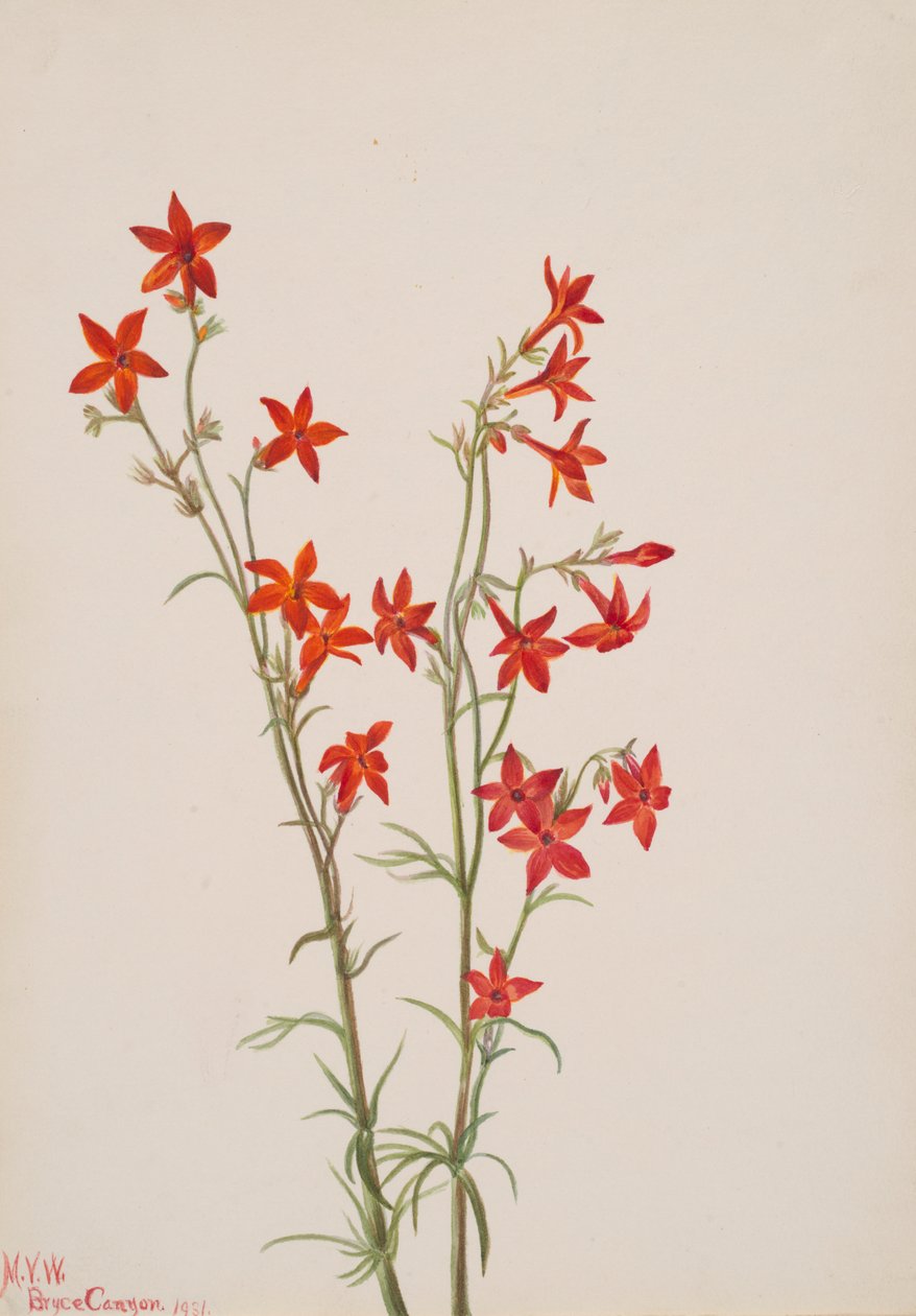 Gilia arizonica, 1931 von Mary Vaux Walcott