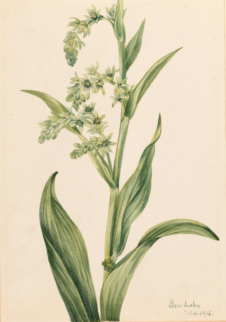 Grüner Bärenkohl (Veratrum viride) von Mary Vaux Walcott