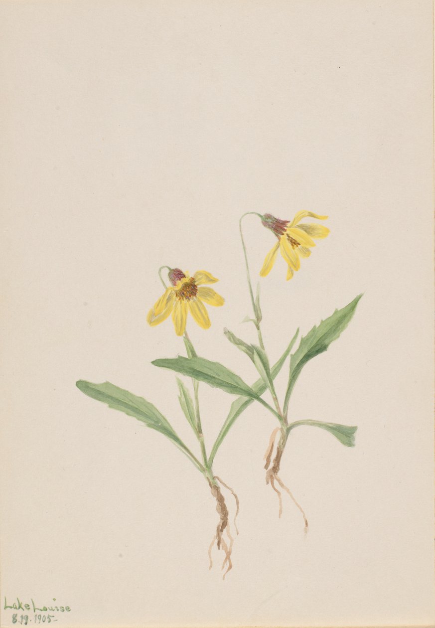 Lake Louise Arnica (Arnica louisiana) von Mary Vaux Walcott