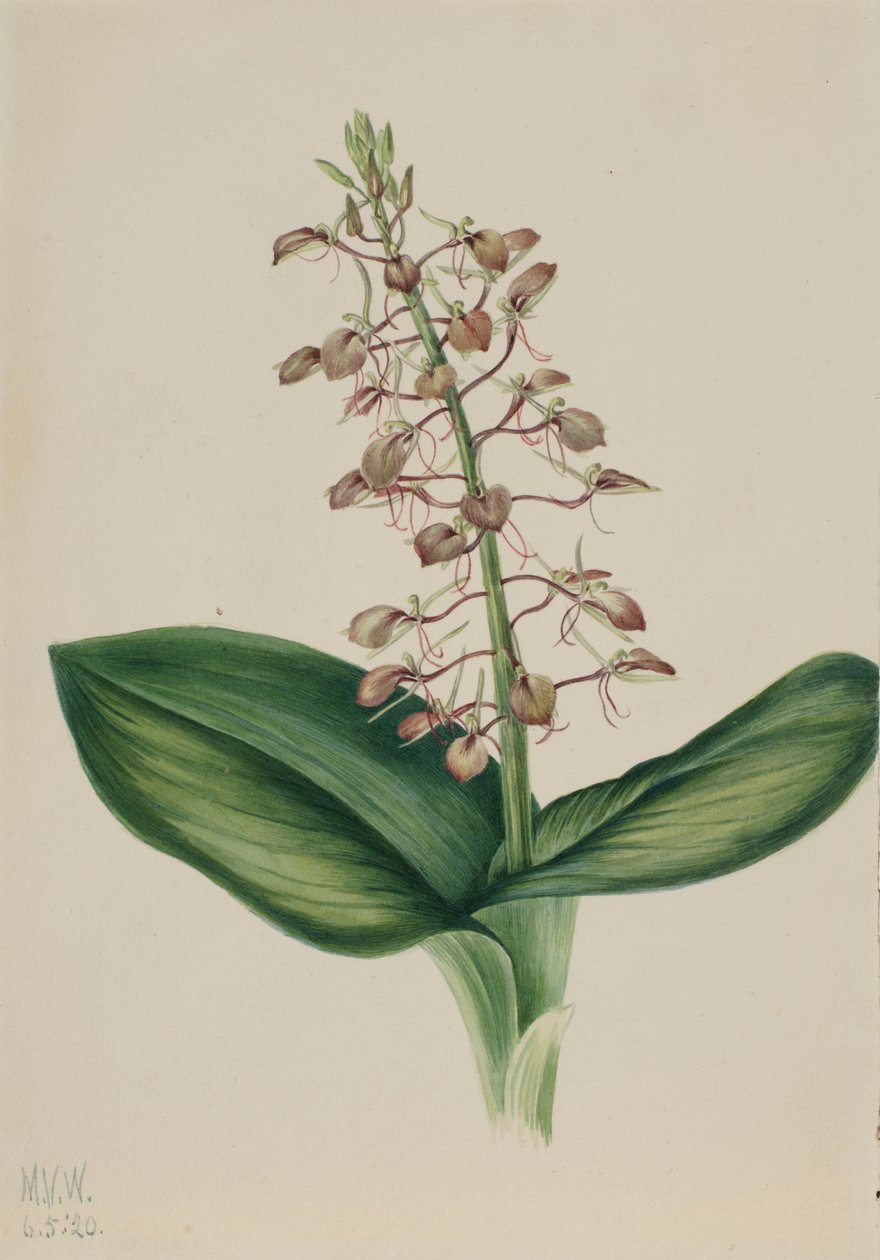 Lilien-Twayblade (Liparis liliifolia) von Mary Vaux Walcott