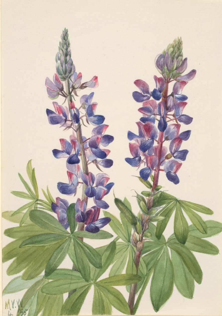 Lupine Lupinus fornosus, 1935 von Mary Vaux Walcott