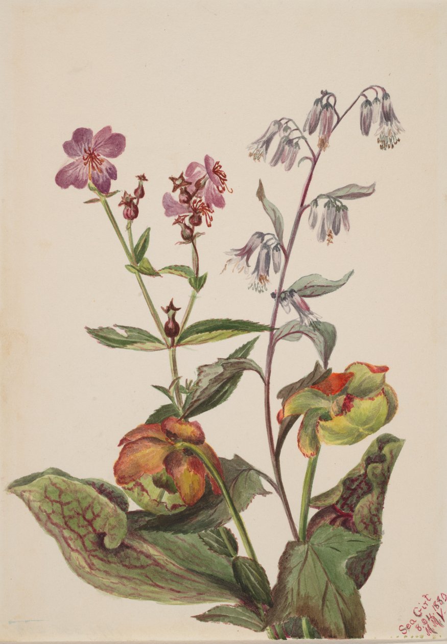 Wiesen-Schönheit Rhexia virginica, Klapperschlangenwurzel Nabalus albus, Kannenpflanze..., 1880 von Mary Vaux Walcott
