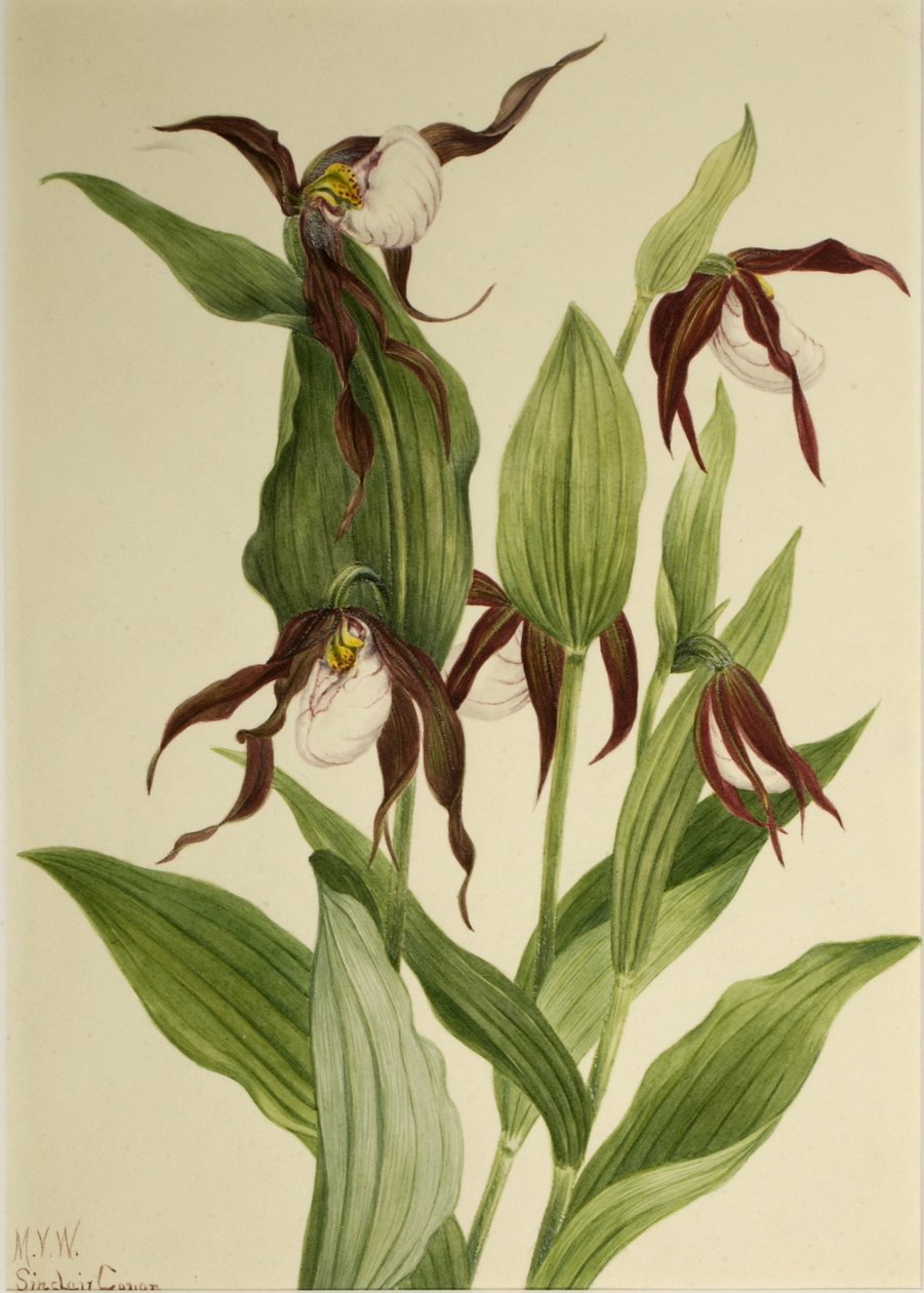 Berg-Frauenschuh (Cypripedium montanum) von Mary Vaux Walcott