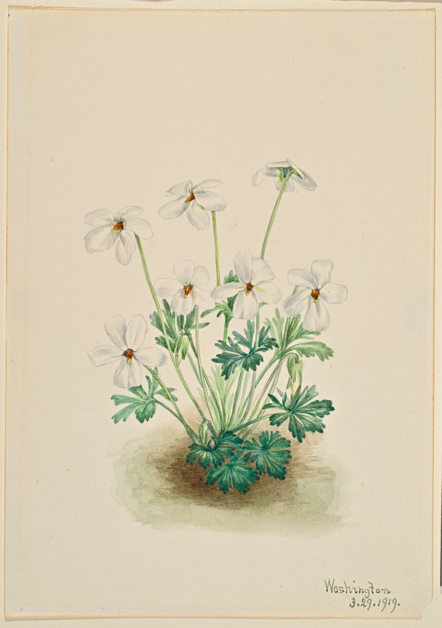 Stiefmütterchen Veilchen (Viola pedata) von Mary Vaux Walcott