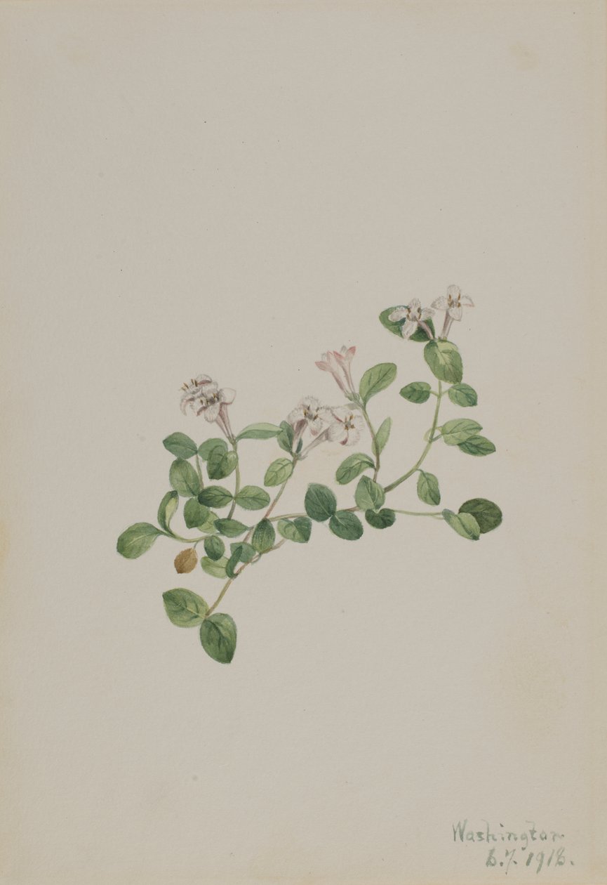 Rebhuhnbeere (Mitchella repena) von Mary Vaux Walcott