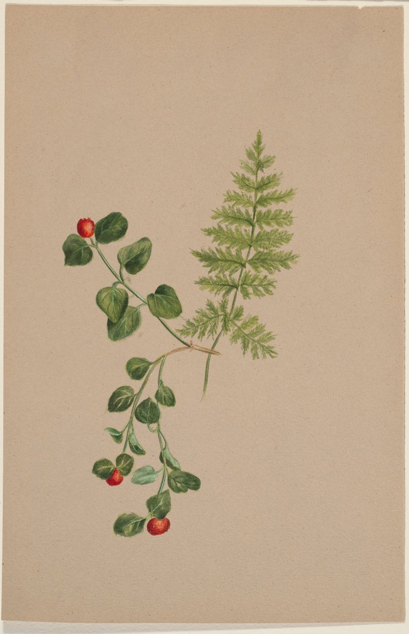Partridgeberry (Mitchella repens) von Mary Vaux Walcott