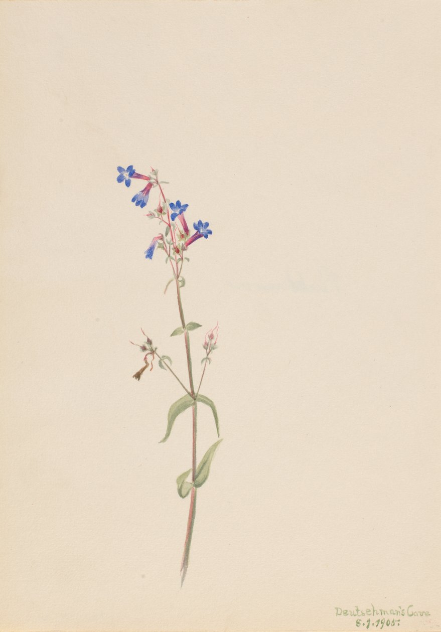Pentstemon Pentstemon procerus, 1905 von Mary Vaux Walcott