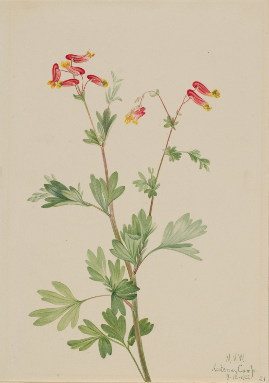 Rosa Fumeroot Capnoides sempervirens, 1922 von Mary Vaux Walcott