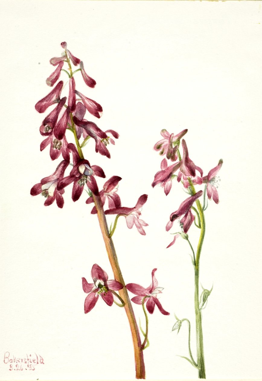 Roter Rittersporn (Delphinium nudicale) von Mary Vaux Walcott