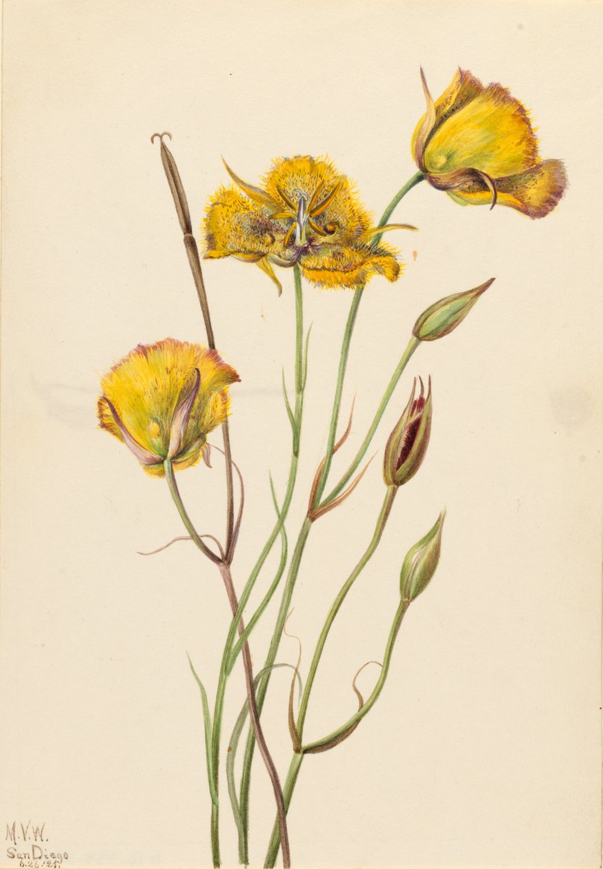 San Diego Mariposa (Calochortus weedii) von Mary Vaux Walcott