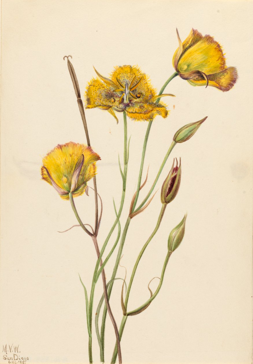 San Diego Mariposa Calochortus weedii, 1925 von Mary Vaux Walcott