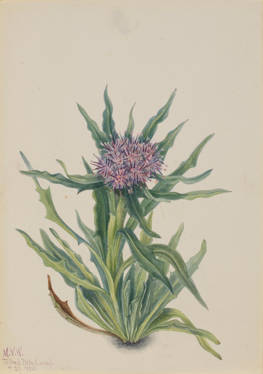 Saussurea densa von Mary Vaux Walcott