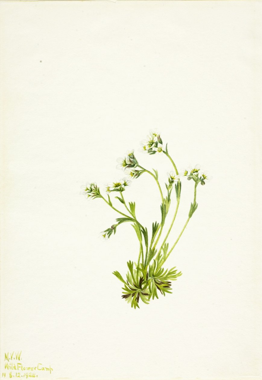Steinbrech (Saxifraga caespitosa) von Mary Vaux Walcott