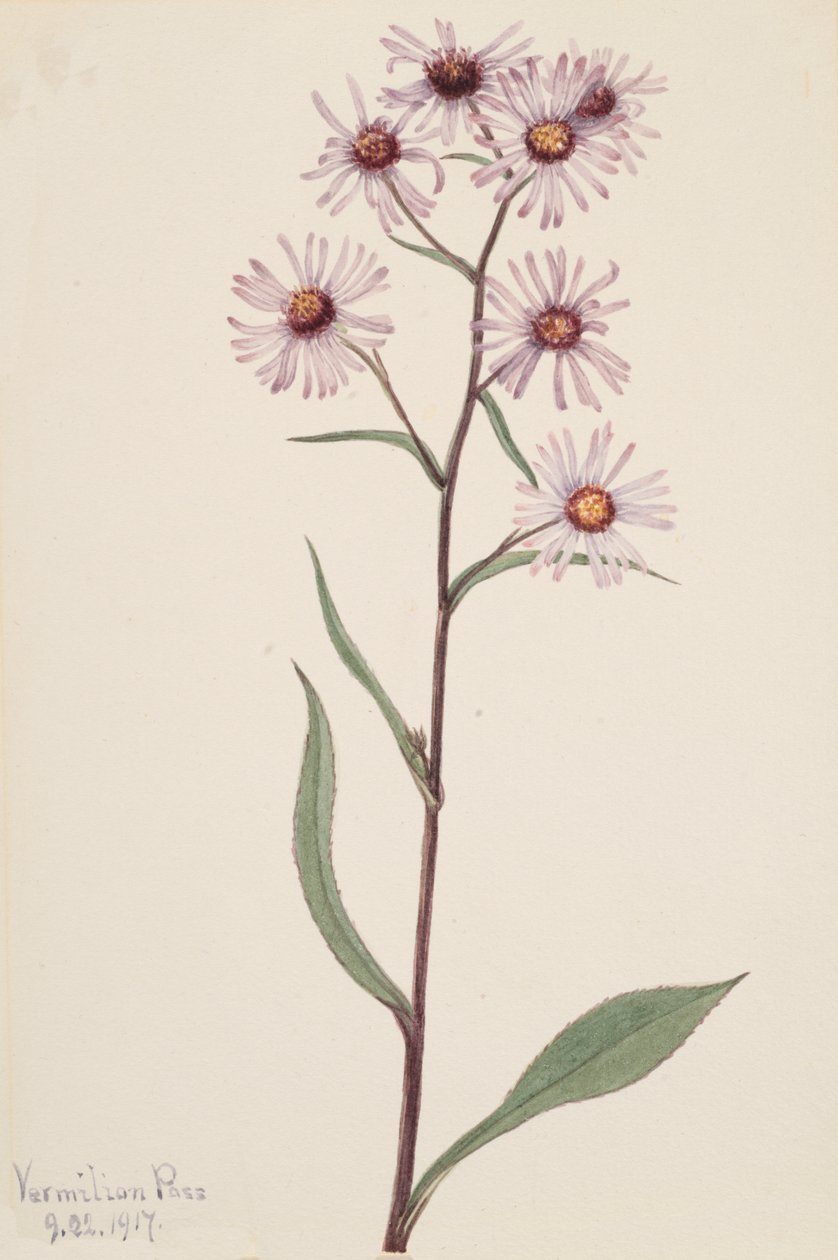 Pracht-Aster Aster conspicuus von Mary Vaux Walcott
