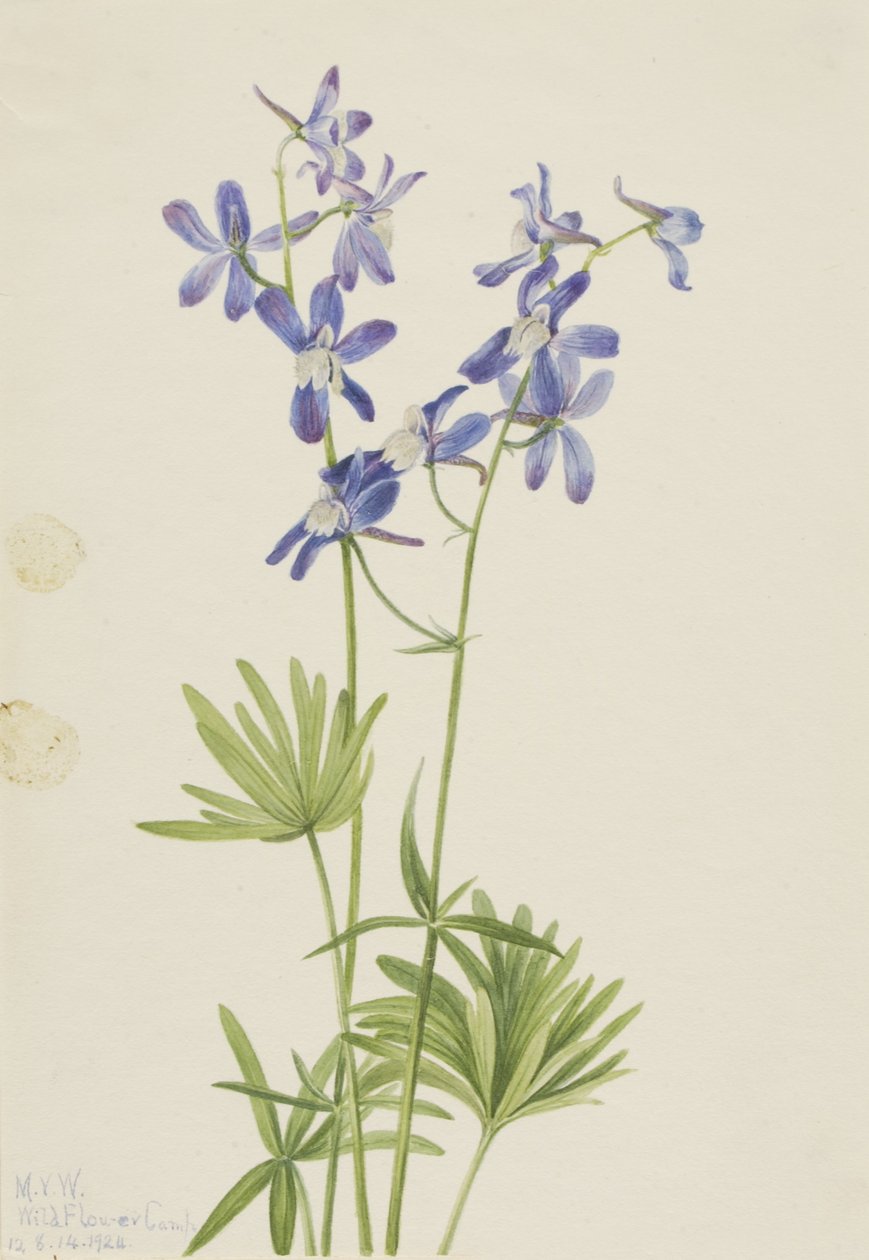 Schlanker Rittersporn (Delphinium depauperatum) von Mary Vaux Walcott