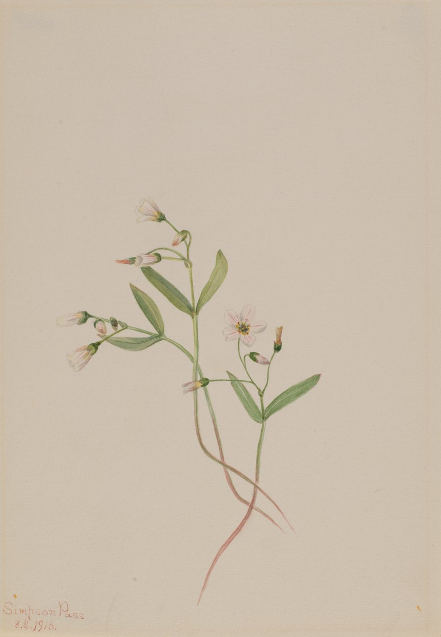 Frühlingsschönheit Claytonia lanceolata, 1916 von Mary Vaux Walcott