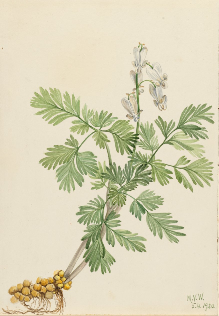 Squirrel Corn Bikukulla canadensis, 1920 von Mary Vaux Walcott