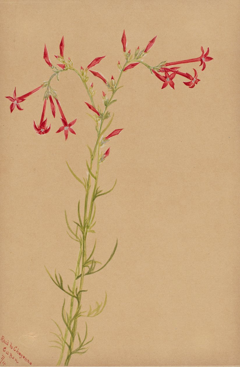 Ohne Titel - Blumenstudie von Mary Vaux Walcott