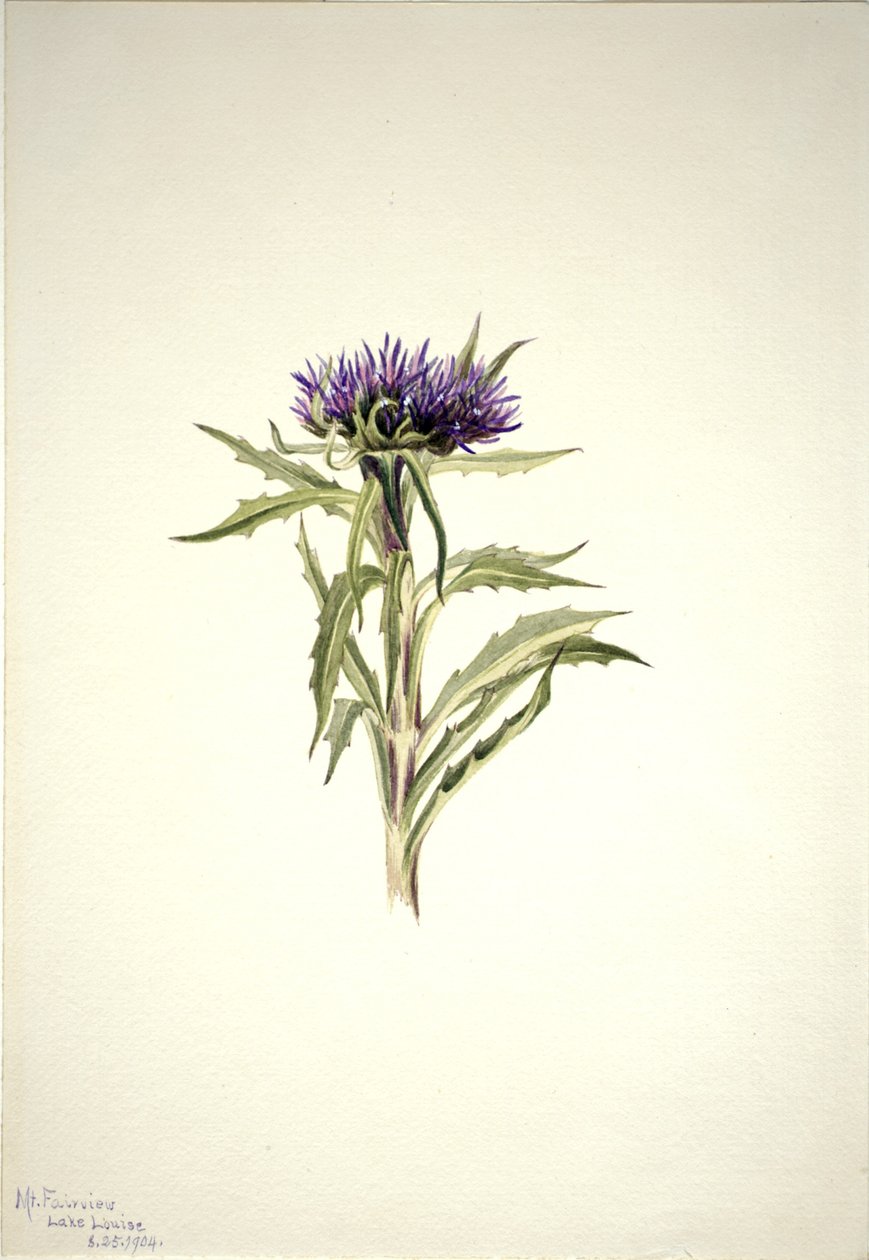 Ohne Titel - Pflanzenstudie von Mary Vaux Walcott