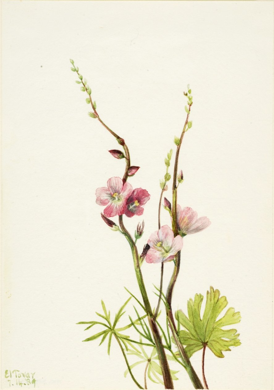 Ohne Titel (Blumenstudie) von Mary Vaux Walcott