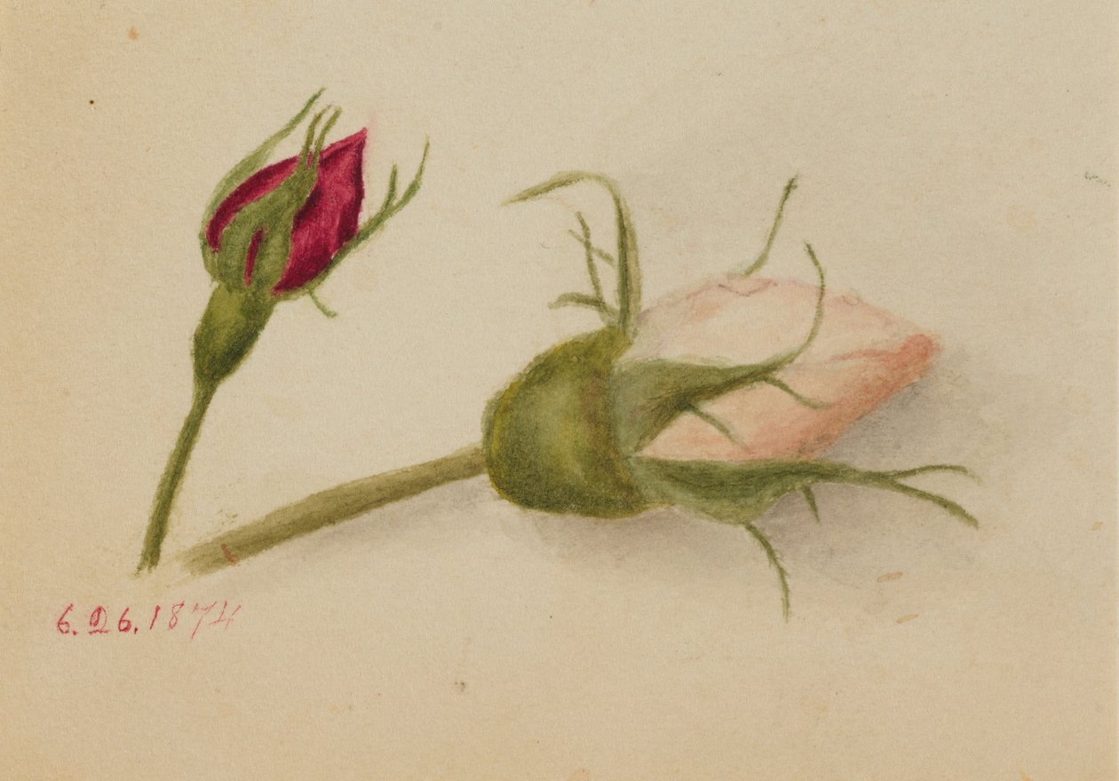 Ohne Titel (Rosenknospen) von Mary Vaux Walcott