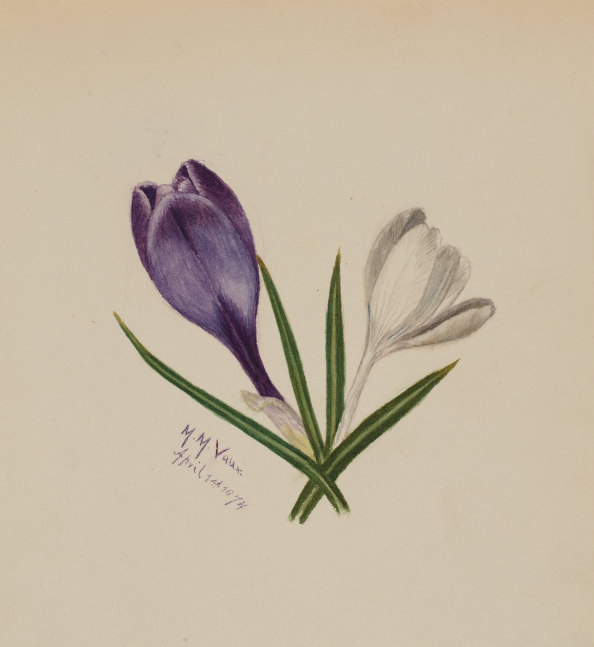 Unbetitelte Krokusse, 1874 von Mary Vaux Walcott