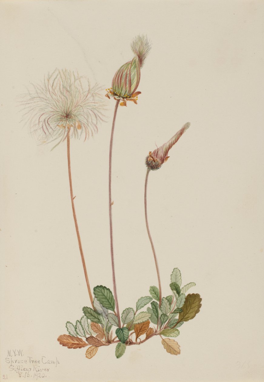 Gelbe Dryade (Frucht) (Dryas drummondii) von Mary Vaux Walcott