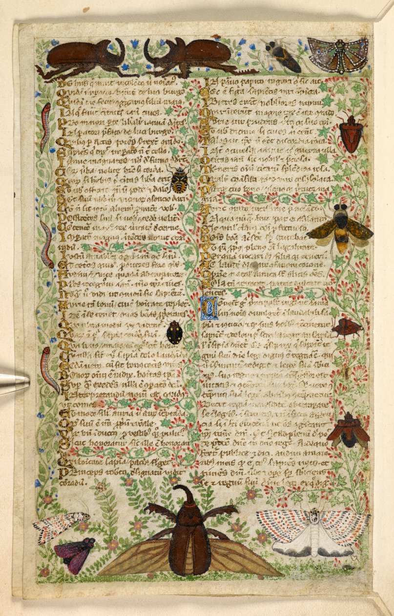 Add. 28841, f.4v: Motten und gehörnte Käfer, aus einem Traktat über die Tugenden und Laster und einer anonymen Prosageschichte Siziliens (Fragment), ca. 1330-40 von Master of the Cocharelli Codex