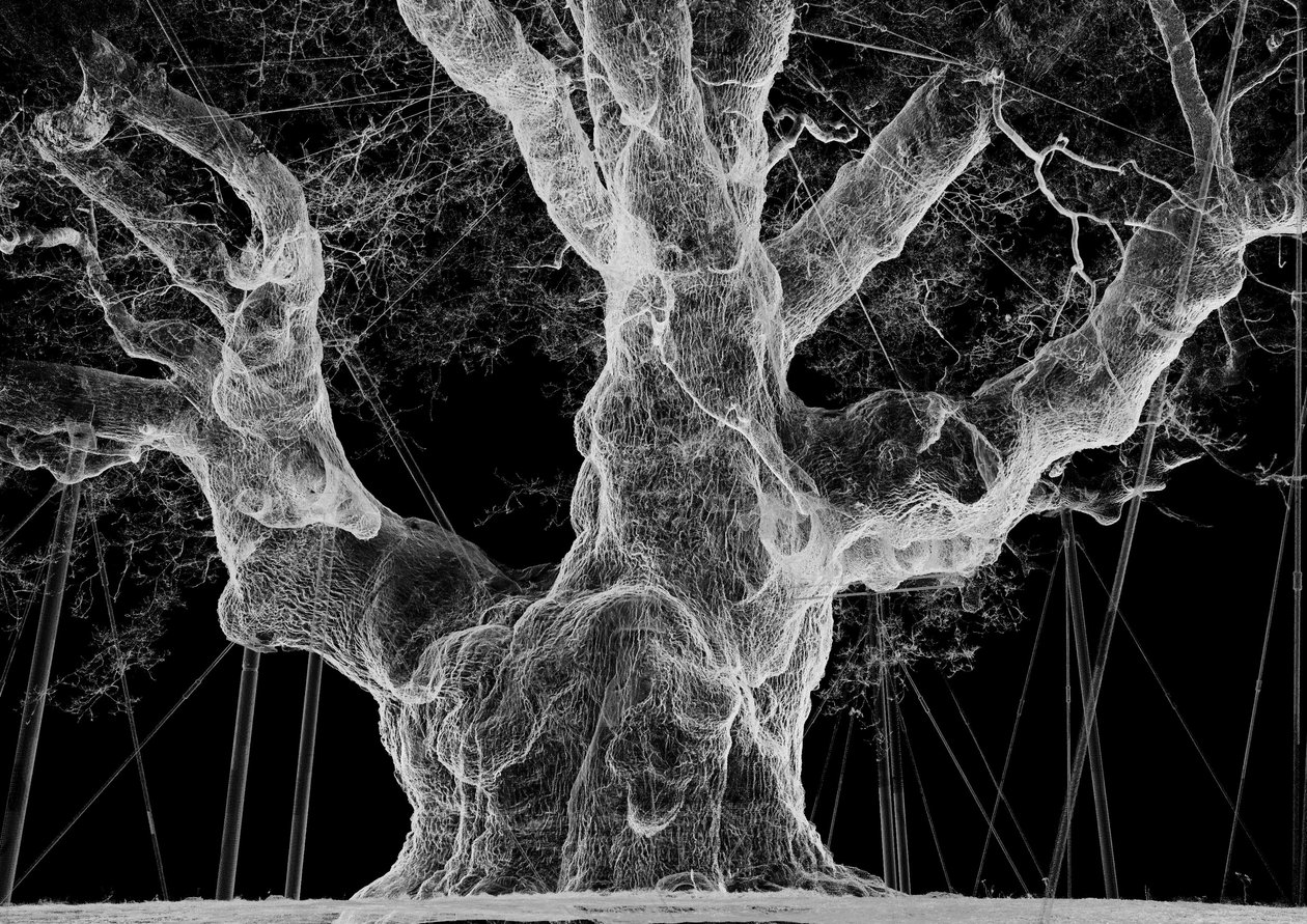 Albion von Mat Collishaw