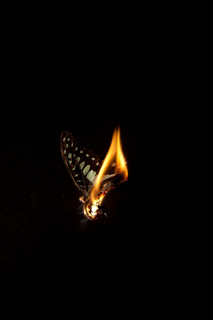Brennender Schmetterling 1, 2013 von Mat Collishaw