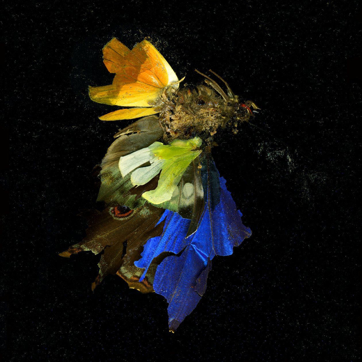 Insektizid 15 von Mat Collishaw